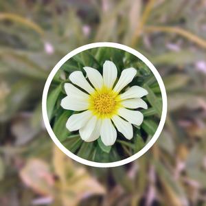 免费无码婬片AAAA
